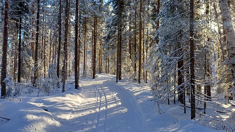 Skogsspår Långå IF